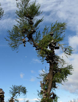 Oregon shoe tree