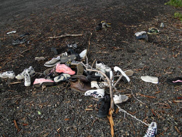 Oregon shoe tree